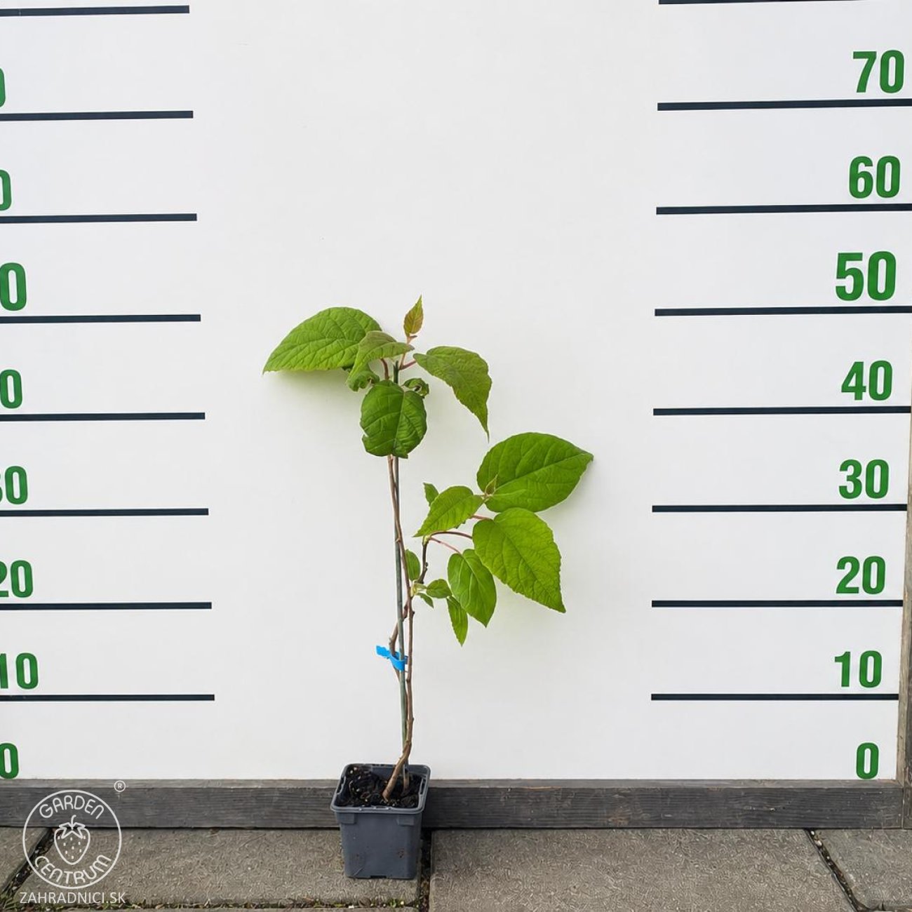 Obrázok Aktinídia lahodná - kiwi (Actinidia deliciosa) ´ATLAS´ - výška 40-50 cm, kont. P9/P11